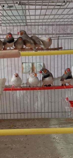 فنچ جفتی