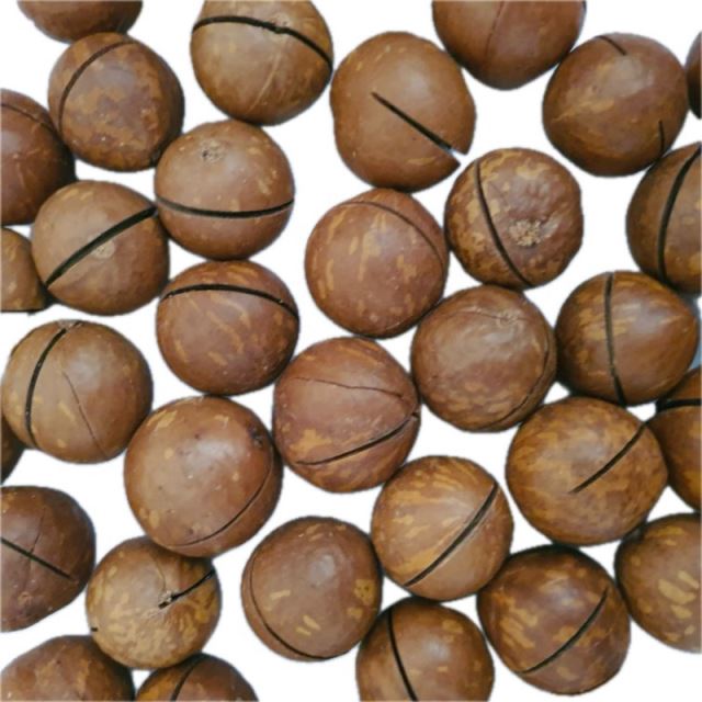 فندوق ماکادمیا