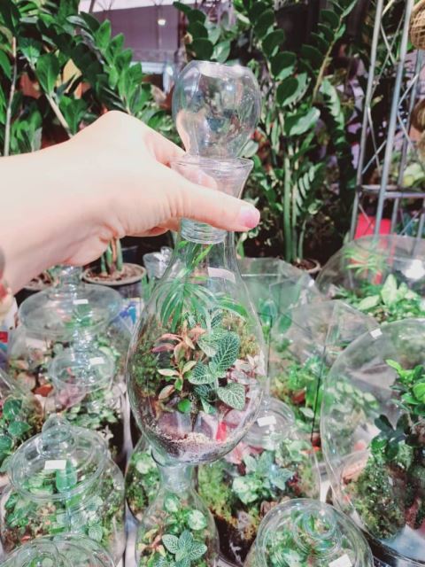 تراریوم خانم روستا