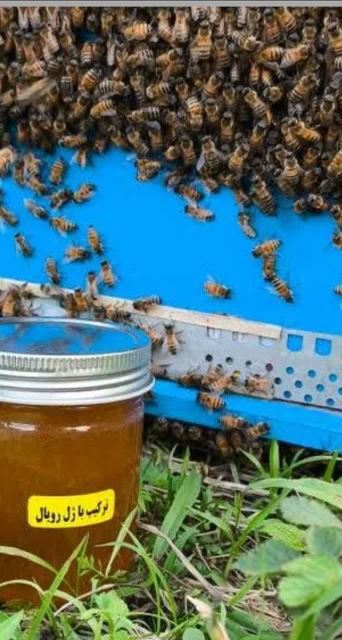 عسل ترکیب با ژل رویال 