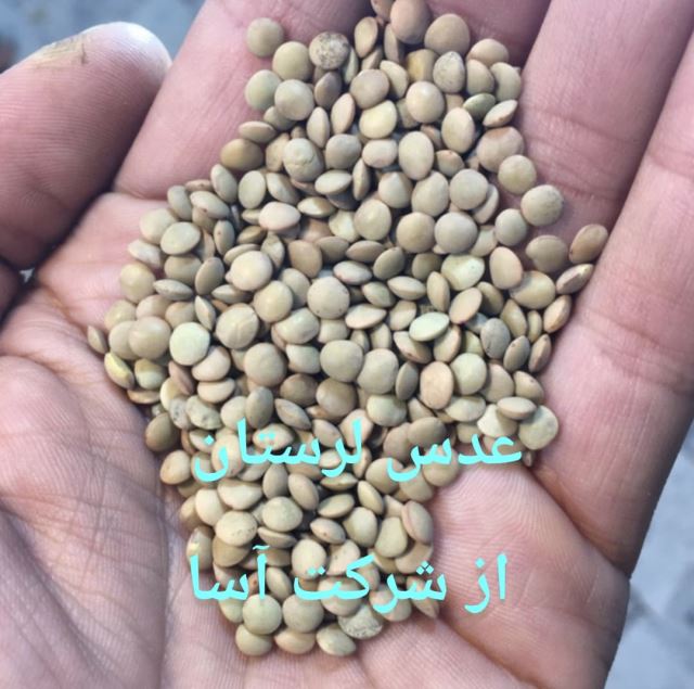 عدس لرستان