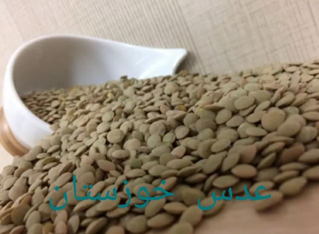 عدس مرغوب خوزستان