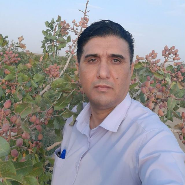 صبا پسته 