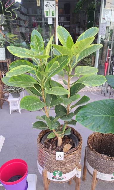 فیکوس التیسما