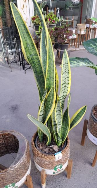 سانسوریا ابلق