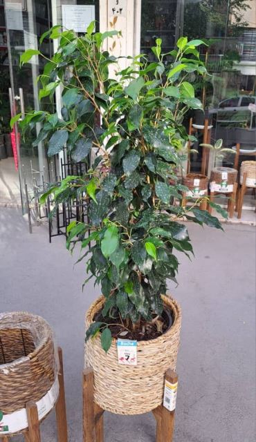 بنجامین بلک