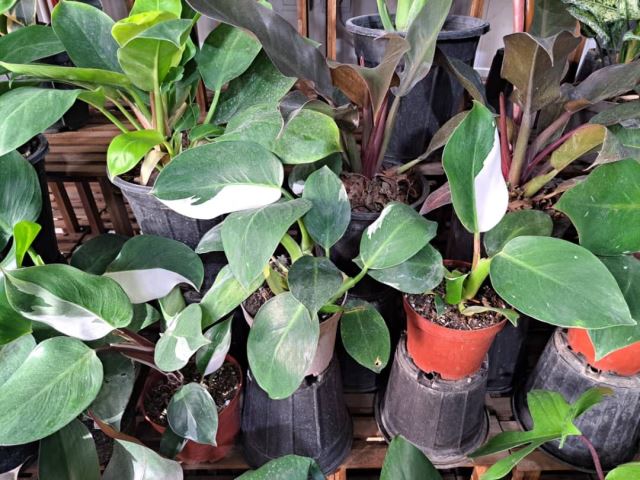 گل سرای نسترن