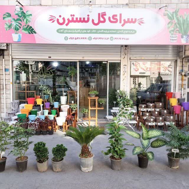 گل سرای نسترن