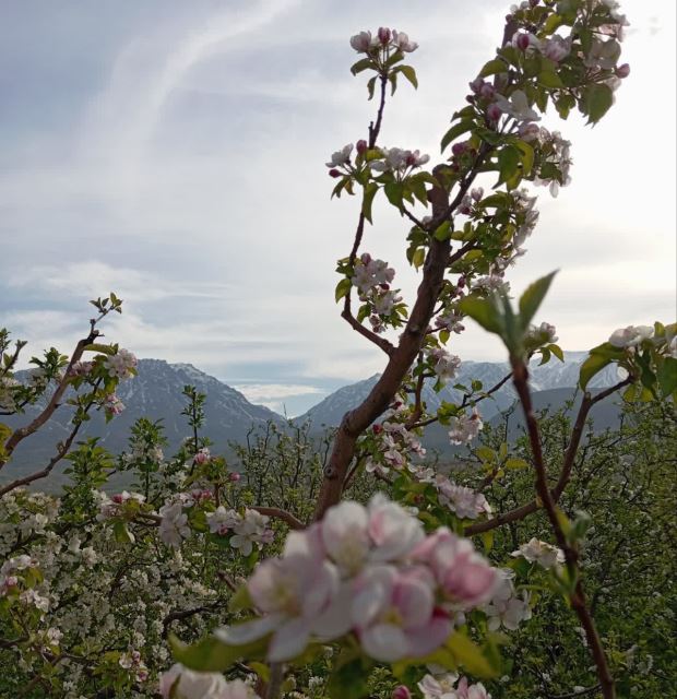 مجموعه اقامتی گردشگری پوتک