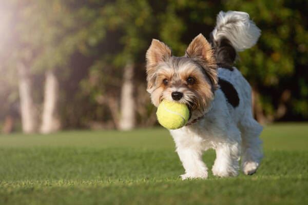 یورکشایر تریر