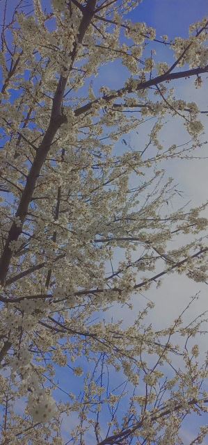 شکوفه گیلاس