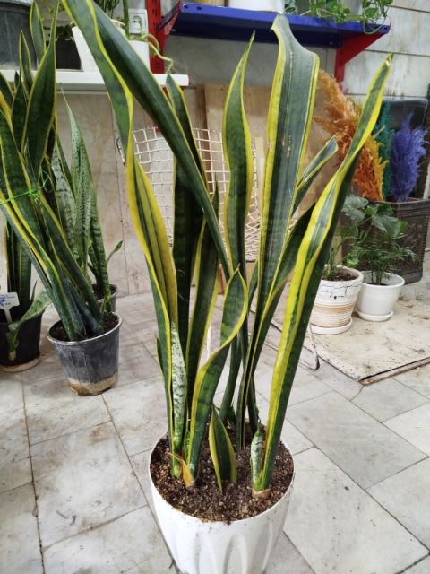 سانسوریا ابلق