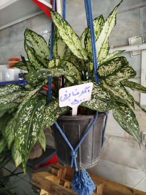 آگلو نما برفی