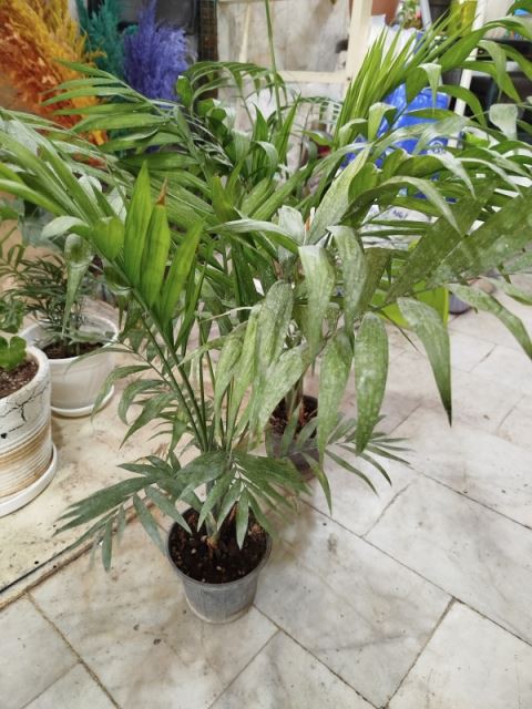 نخل شامادورا