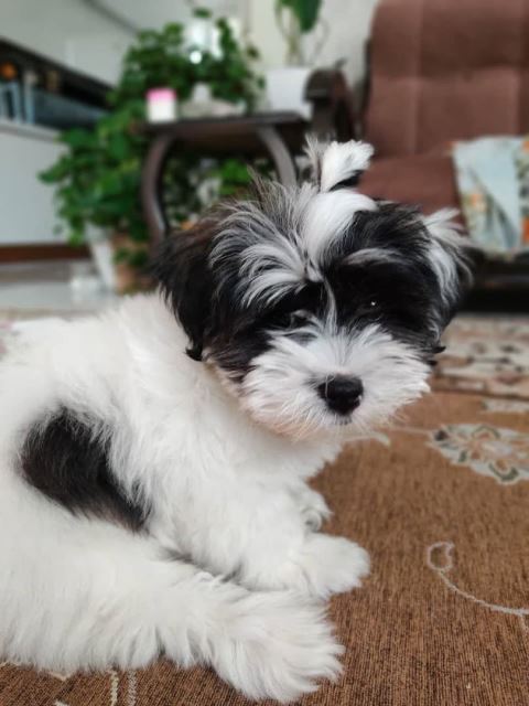 وارد کننده ی لوازم خانگی 