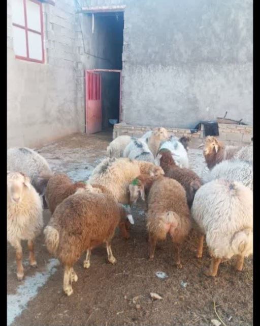 خرید و فروش دام زنده بیدک 