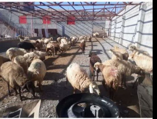 دام زنده بیدک 