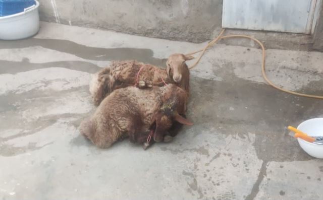 دام زنده بیدک 