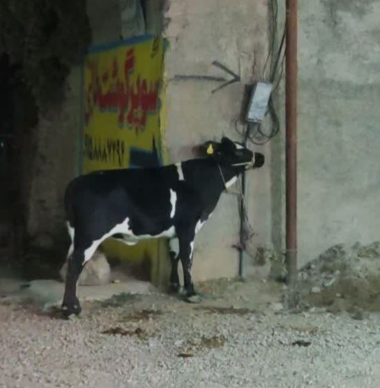 خرید و فروش دام زنده 