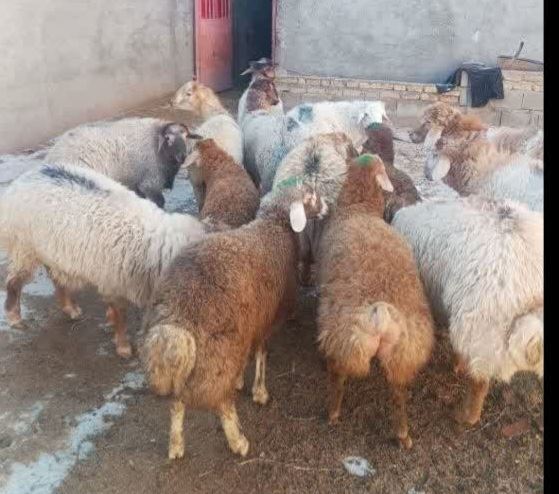 خرید و فروش دام زنده بیدک 