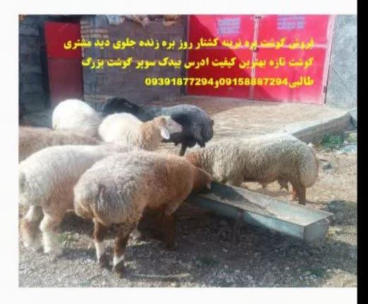 خرید و فروش دام زنده بیدک 