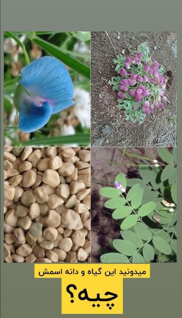 اینها چیست؟