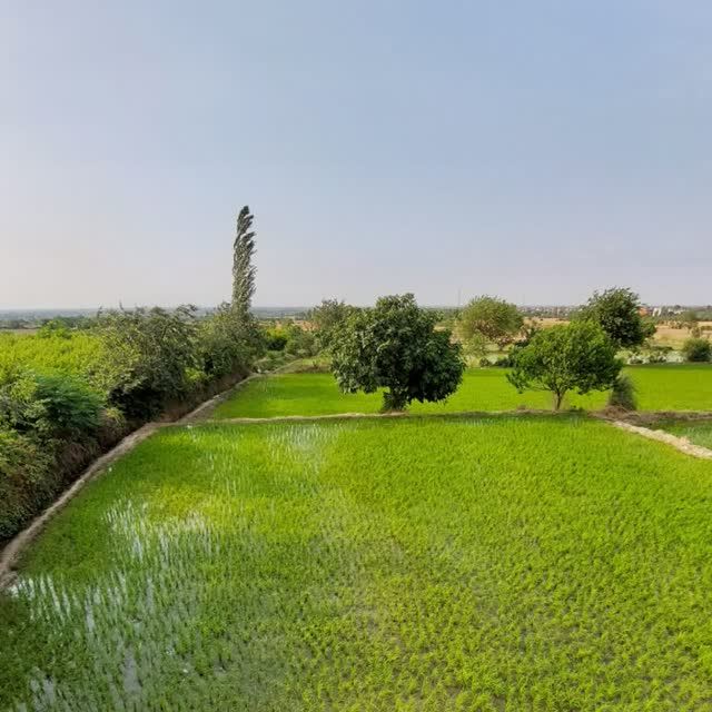 برنج ایلوار