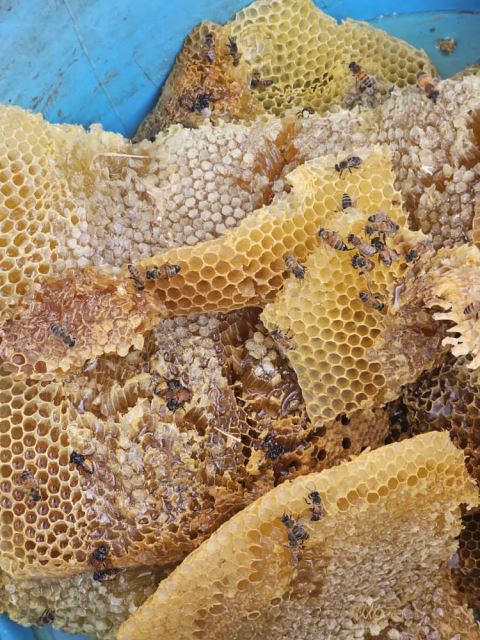 عکسهای عسل های موم دار