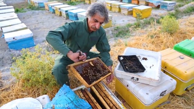 عکس مزرعه زنبور