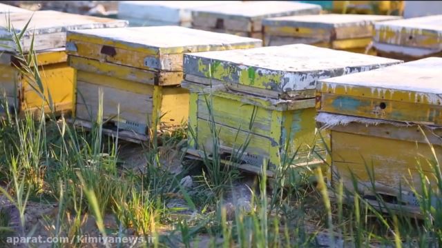 عکس مزارع کندو