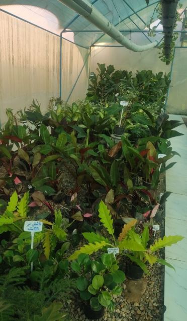 گل فروشی رضایی