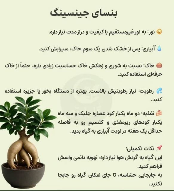 بنسای جین سینگ💗گل فروشی رضایی اسفراین