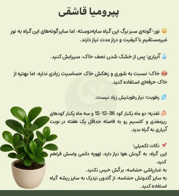 پپرومیای قاشقی💗گل فروشی رضایی اسفراین