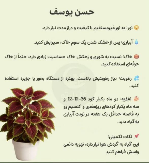 حسن یوسف💗گل فروشی رضایی اسفراین