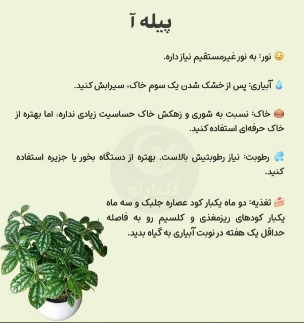 پیله آ💗گل فروشی رضایی اسفراین