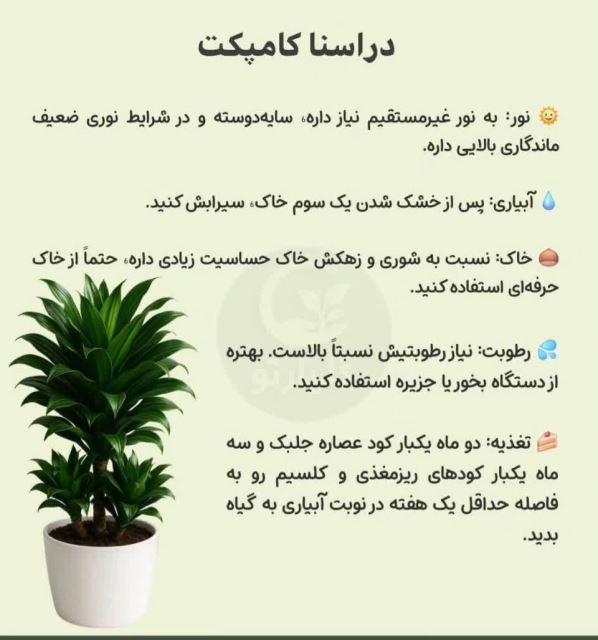 دراسنا کامپکت 💗گل فروشی رضایی اسفراین