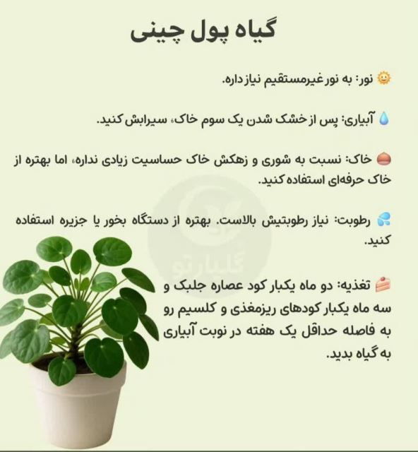 گیاه پول چینی💗گل فروشی رضایی اسفراین	