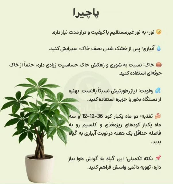 پاچیرا💗گل فروشی رضایی اسفراین