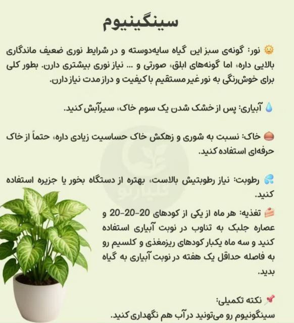 سینگینیوم 💗گل فروشی رضایی اسفراین