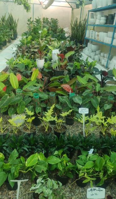 گل فروشی رضایی اسفراین