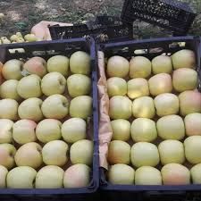 سیب زرد پادنا