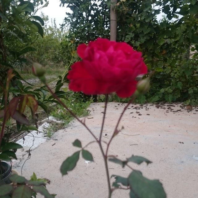 ویلا باغ