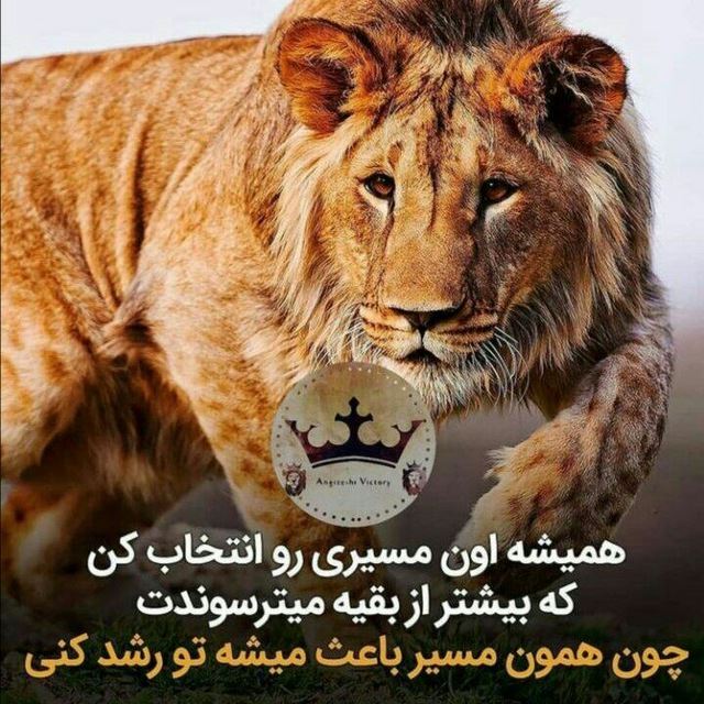 آینوتی 