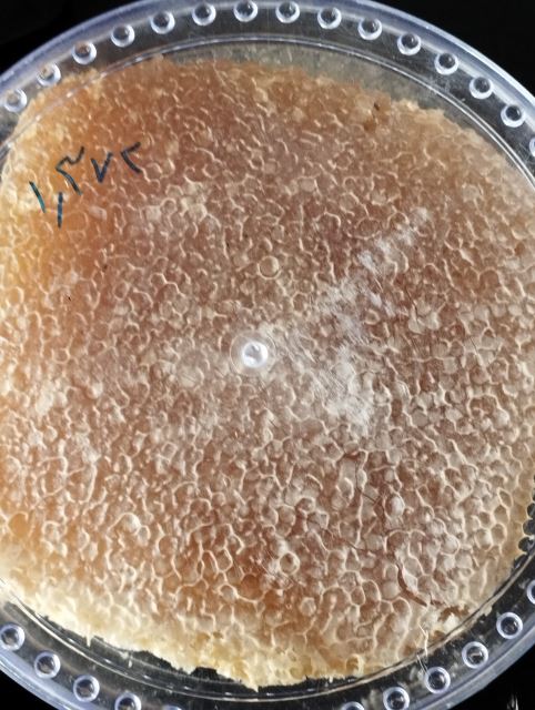 عسل گون باموم قیمت کیلویی میباشد