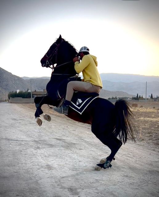 مجموعه پرورش اسب زاگرس فارس 