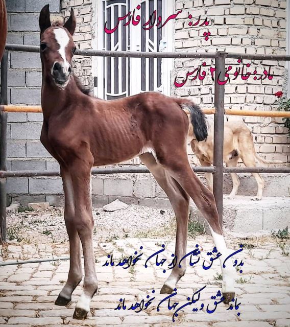 مجموعه پرورش اسب زاگرس فارس 