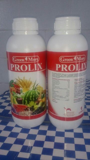 کلات پرولیکس گرین مور اسپانیا(جلبک دریایی)