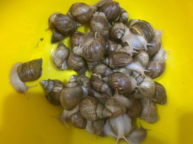 جوجه حلزون 2سانتی