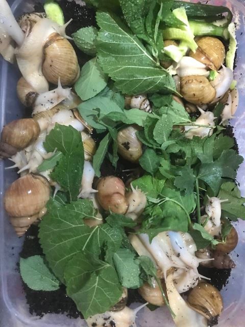 حلزون آچاتینا5 سانت به بالا