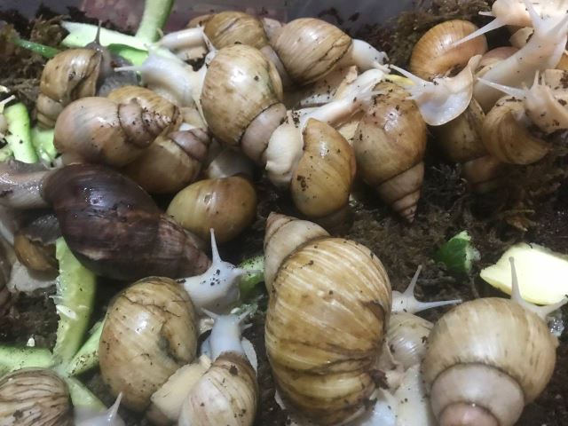 حلزون 7سانت به بالا، بالغ و تخم گذار